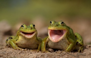 Two Happy Frogs by. Irina Furashova